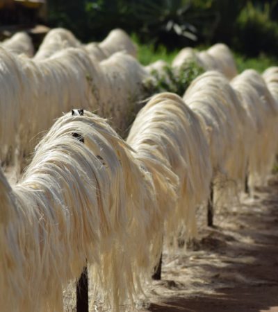 Sisal Fibre Sisal Fibre